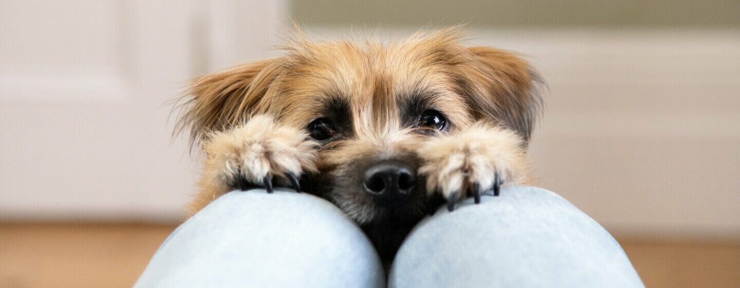 7 Tiny Dog Breeds You Will Want in Your Life Purina